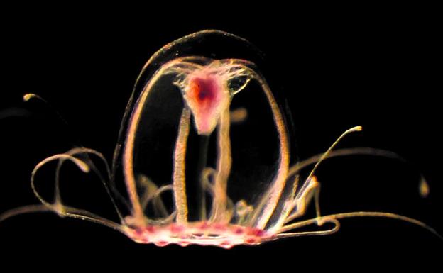 Specimen of 'Turritopsis dohrnii', the little immortal jellyfish.