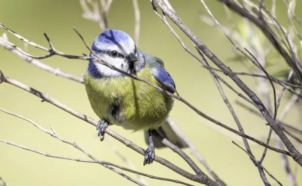 Blue tit, with its characteristic color.