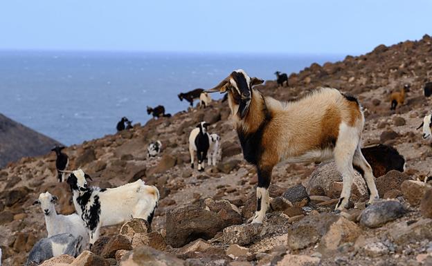 Cabras de costa en el municipio de Betancuria. 