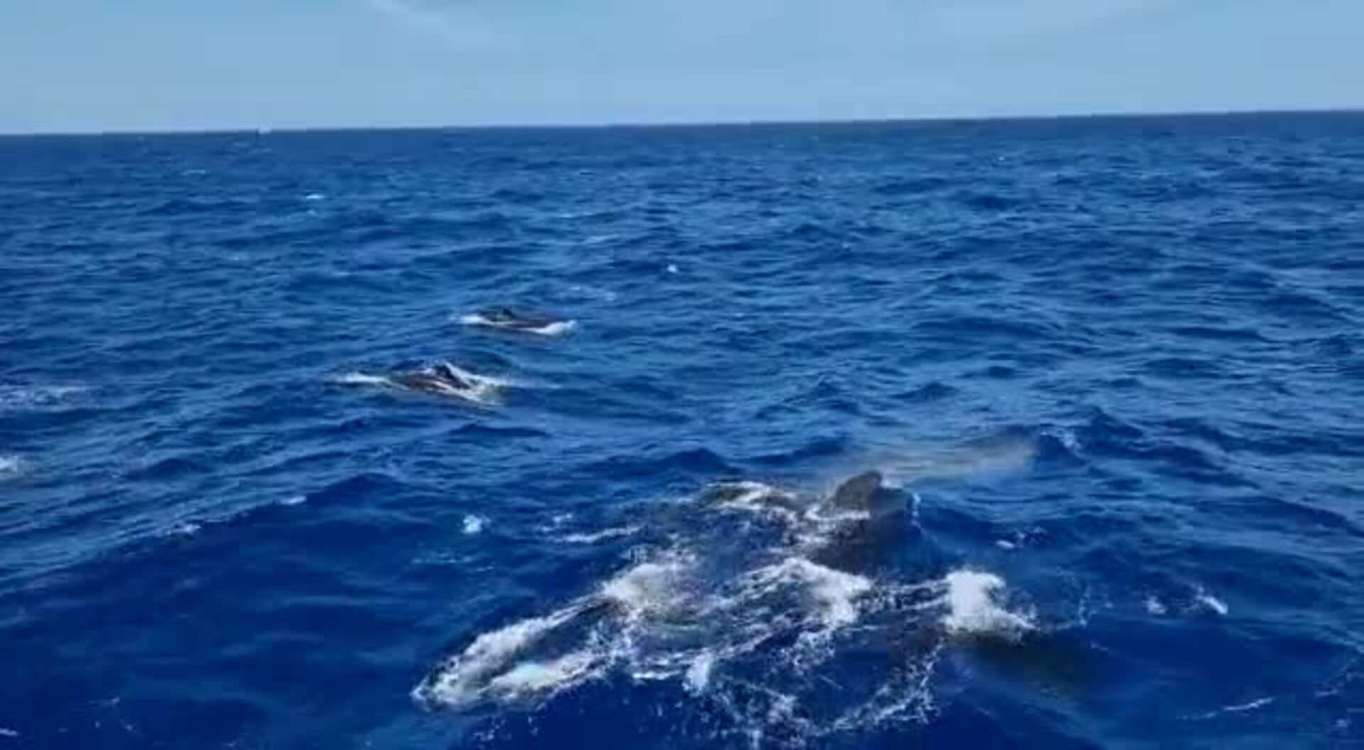 Falsas orcas en el sur de Gran Canaria