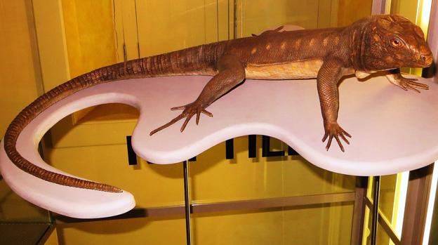 Imagen del extinto lagarto Gallotia goliath. /Wikipedia