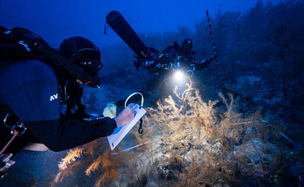 Investigadores analizan el estado de los corales negros de Playa Chica, en Lanzarote. 