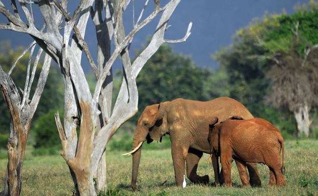 Elephants in the Tsavo National Park in Kenya.